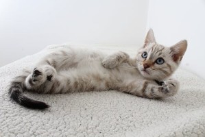 台湾地震中的生命奇迹，女子为救猫咪，坚持求生终获救