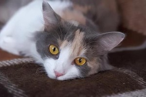台湾地震中的勇敢守护，女子为救猫吐血