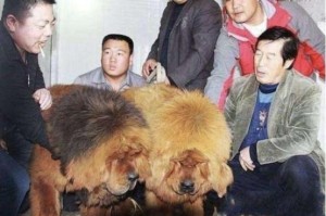 西藏自治区疾控，守护高原健康的坚实屏障
