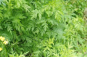 浙江与重庆疫情，防控措施与区域差异分析