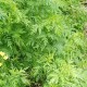 浙江与重庆疫情，防控措施与区域差异分析