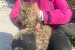 台湾地震，女子为救猫英勇牺牲，人性光辉闪耀