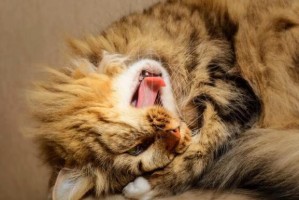 女子为救猫牺牲，猫却不幸离世，爱之殇令人痛心