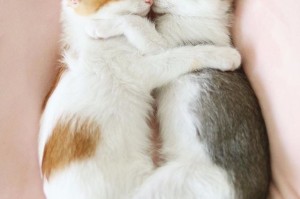 女子为救被困猫咪，展现人性光辉