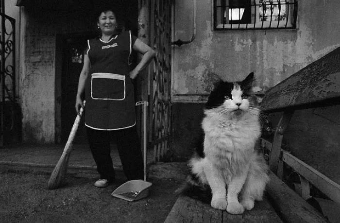 台湾地震女子为救猫死亡，一场关于爱与勇气的悲剧
