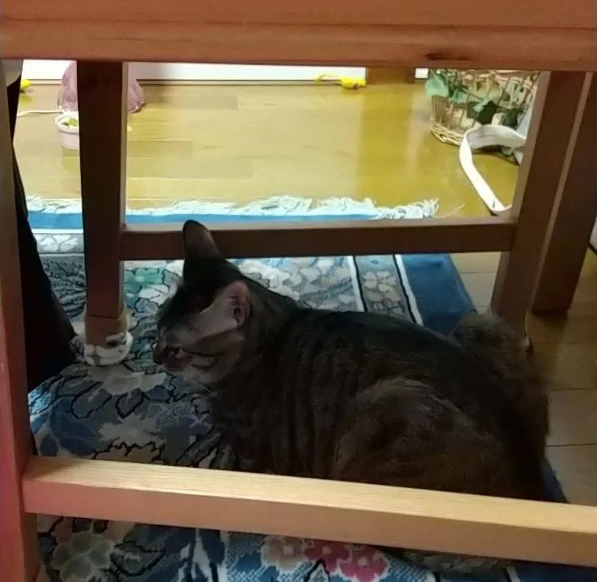 台湾地震女子为救猫死亡，一场关于爱与勇气的悲剧
