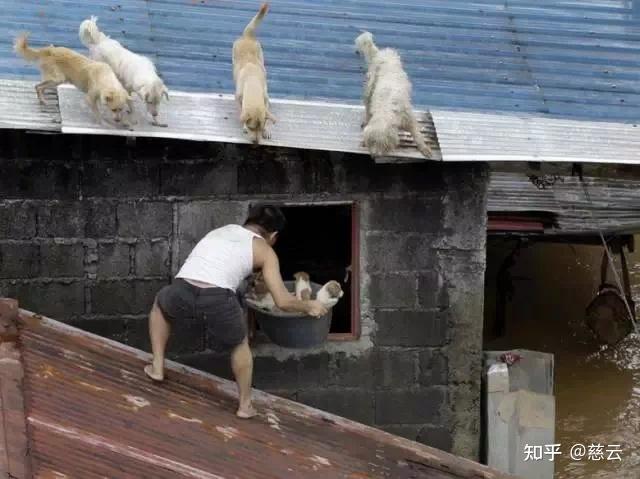 台湾地震，女子为救猫英勇牺牲，展现人性光辉