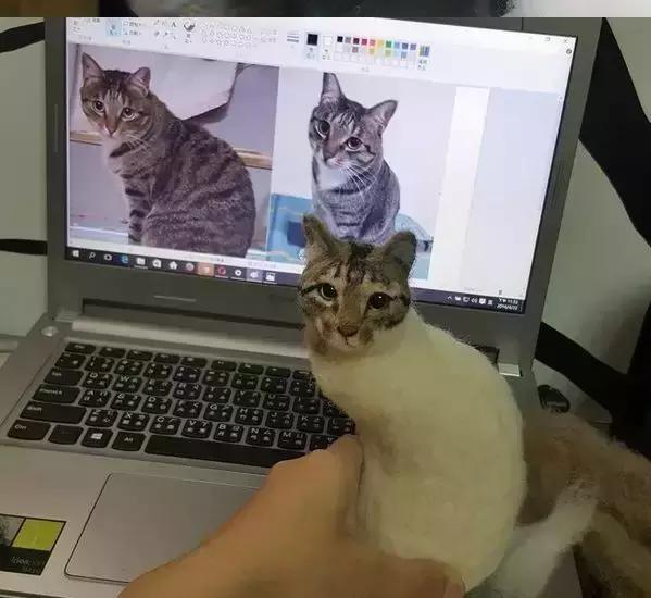 台湾地震，女子为救猫英勇牺牲，猫咪最终获救的感人故事