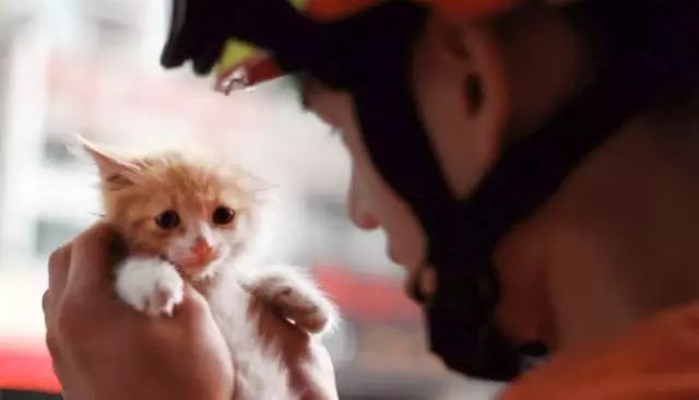 台湾女孩地震中为救猫牺牲，生命最后的温暖与勇气