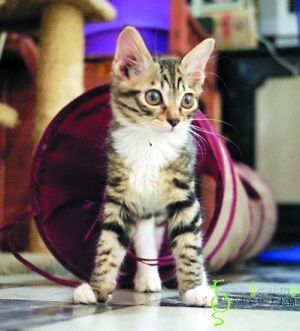 台湾女孩地震中为救猫牺牲，生命最后的温暖与勇气