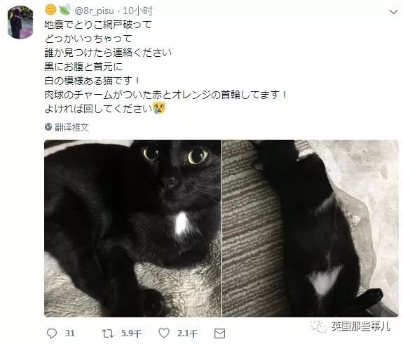 爱之殇，台湾地震中女子为救猫牺牲，却遗憾猫亦离世