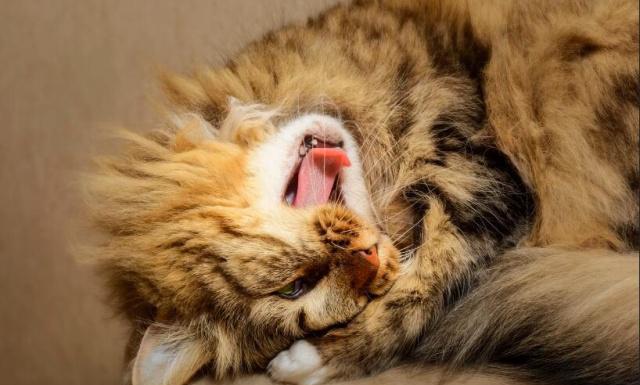 爱之殇，台湾地震中女子为救猫牺牲，却遗憾猫亦离世