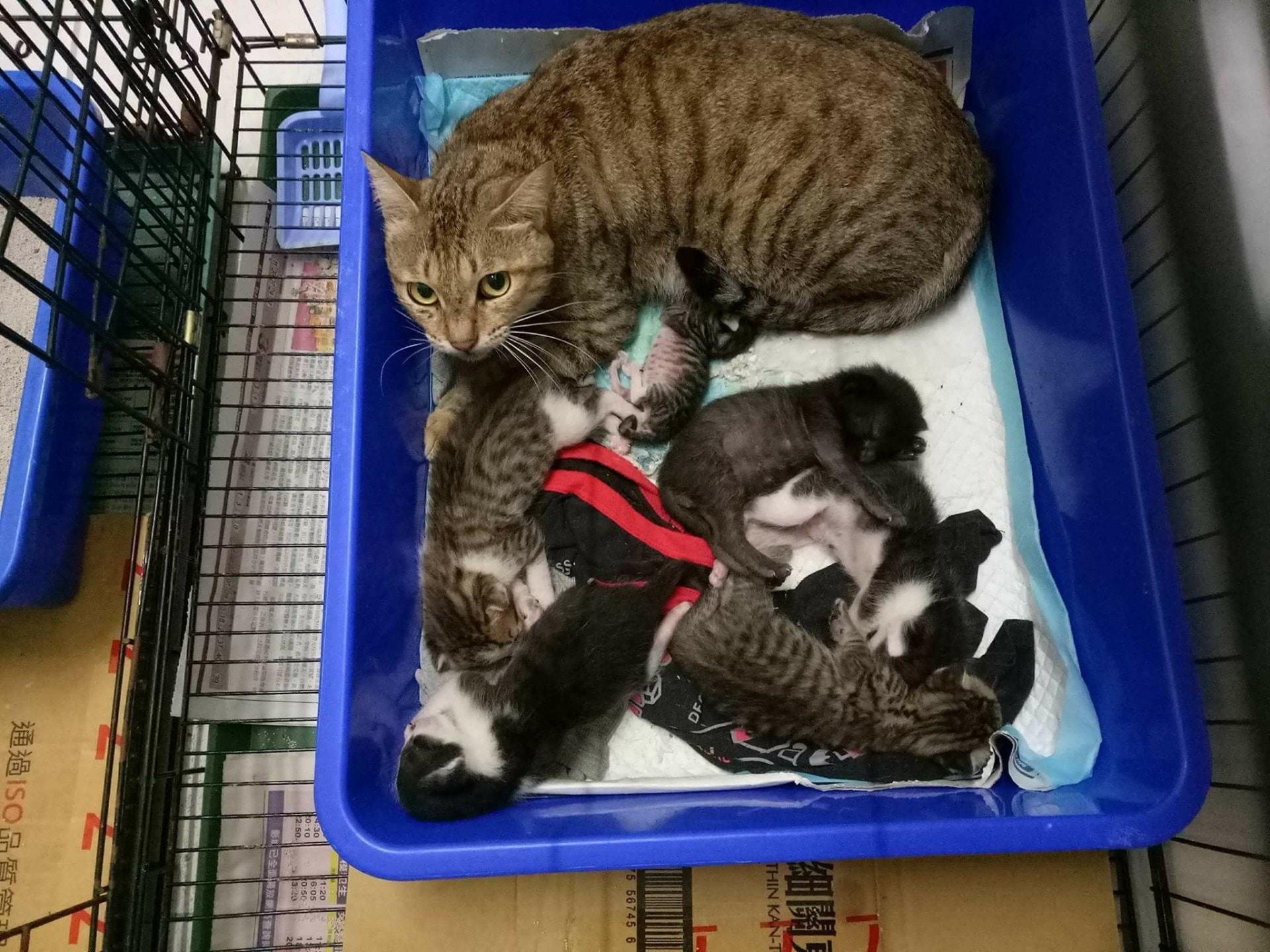 台湾地震中的生命奇迹，女子为救猫英勇牺牲，猫咪奇迹生还