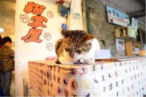 台湾地震中的生命奇迹，女子为救猫英勇牺牲，猫咪奇迹生还