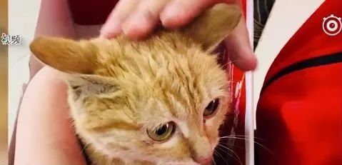 台湾地震中的勇敢守护，女子为救猫吐血