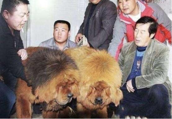 西藏自治区疾控，守护高原健康的坚实屏障
