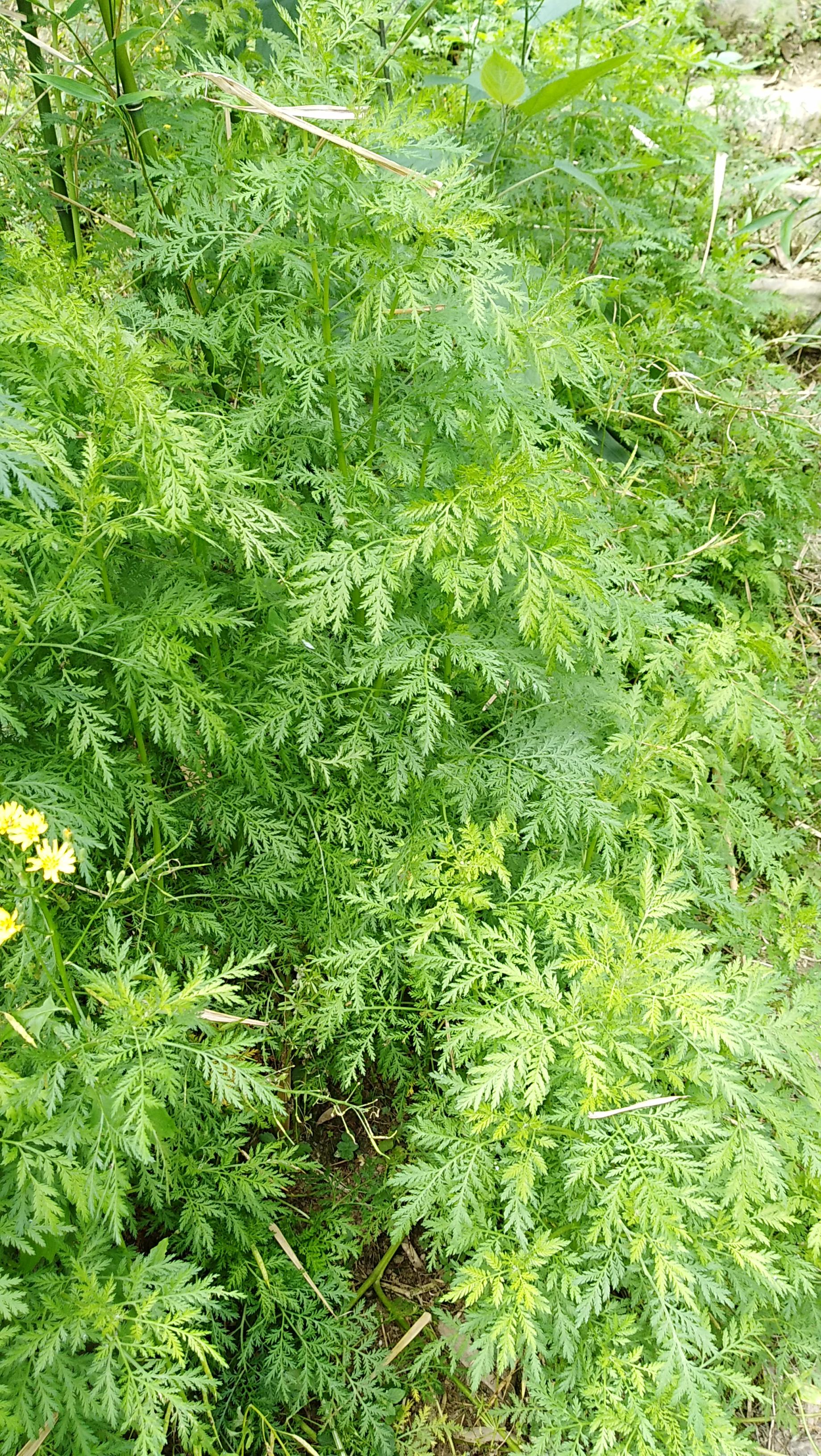 浙江与重庆疫情，防控措施与区域差异分析